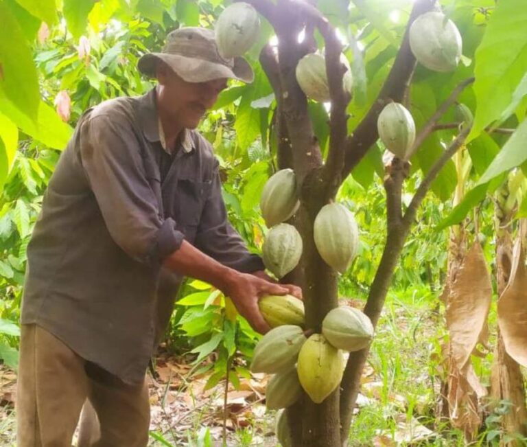 Mincyt fortalece producción de cacao en Barinas con prácticas agroecológicas