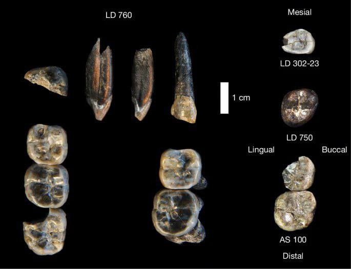 Hallan una nueva especie de australopiteco en Etiopía que cambiaría la idea de la evolución humana