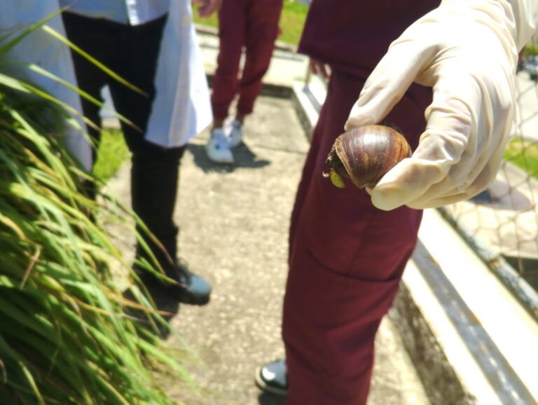En Yaracuy realizan jornada integral para control del caracol africano