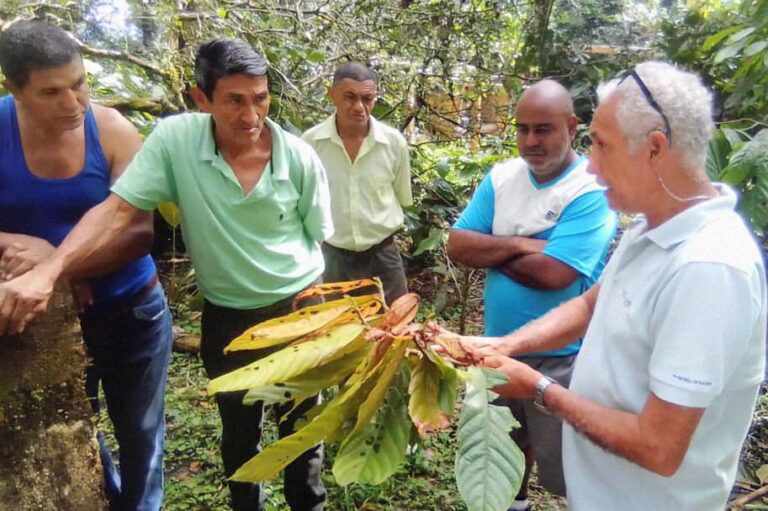 Capacitan a productores en manejo fitosanitario de plantaciones de cacao en Sucre