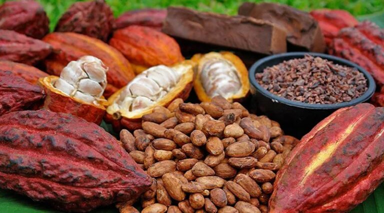 Investigadores avanzan en el control de la fermentación de los granos de cacao para mejorar su calidad final