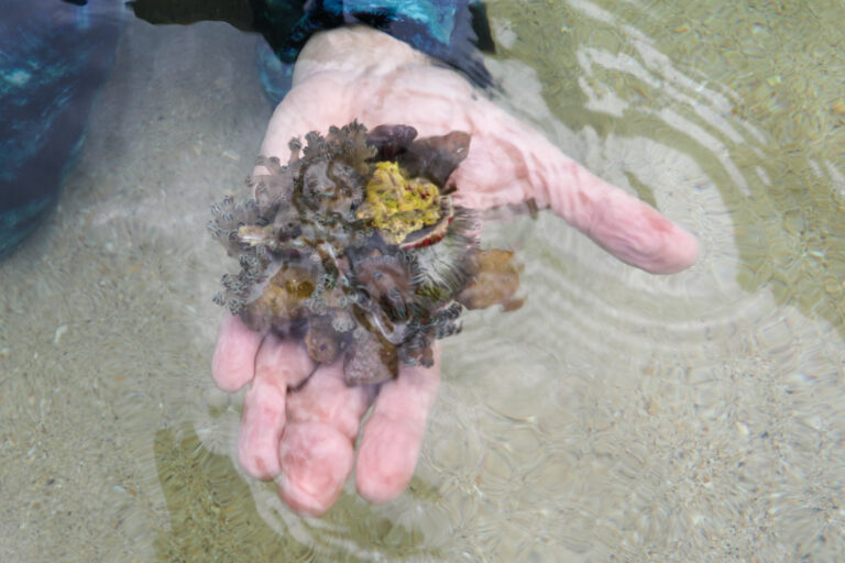 Evalúan zona de validación para control del coral invasor en el Parque Nacional Mochima