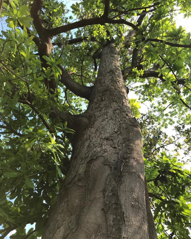 Evalúan estado fitosanitario de los árboles de mijao en Yaracuy