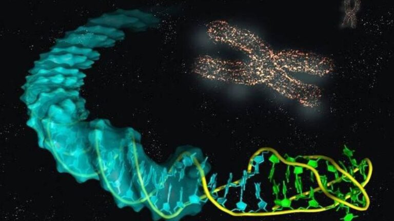 Científicos eliminan de manera in vitro cromosoma extra que causa el síndrome de Down