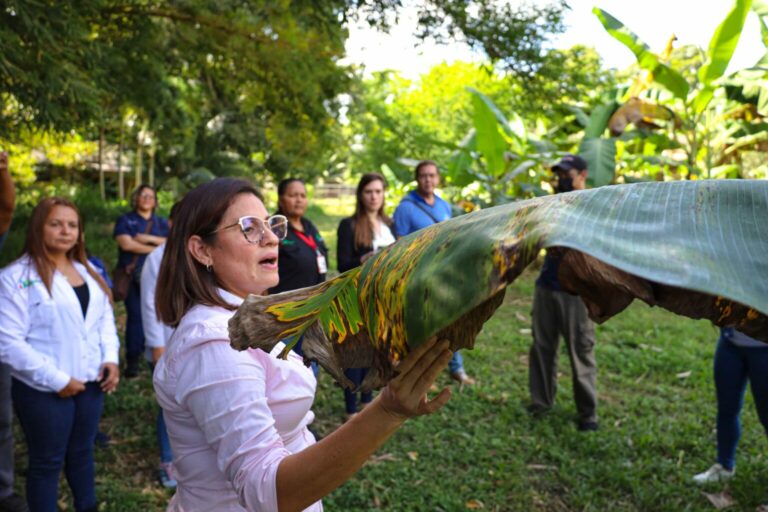 Venezuela refuerza capacidades científicas para combatir el fusarium del banano