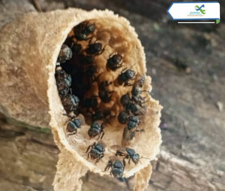 Productores larenses fortalecen meliponicultura en taller de intercambio científico- campesino