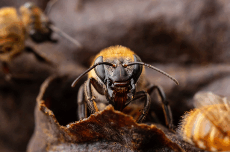 Estudiantes barineses explorarán la ciencia de la Apis mellifera con la ACAV
