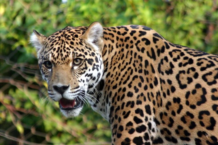 Conservación del jaguar es fundamental para la preservación de la biodiversidad