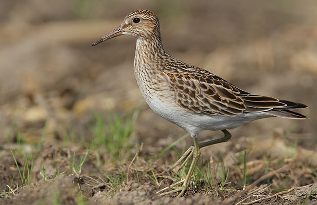 Destacan importancia de los llanos occidentales como área de conectividad para aves playeras migratorias
