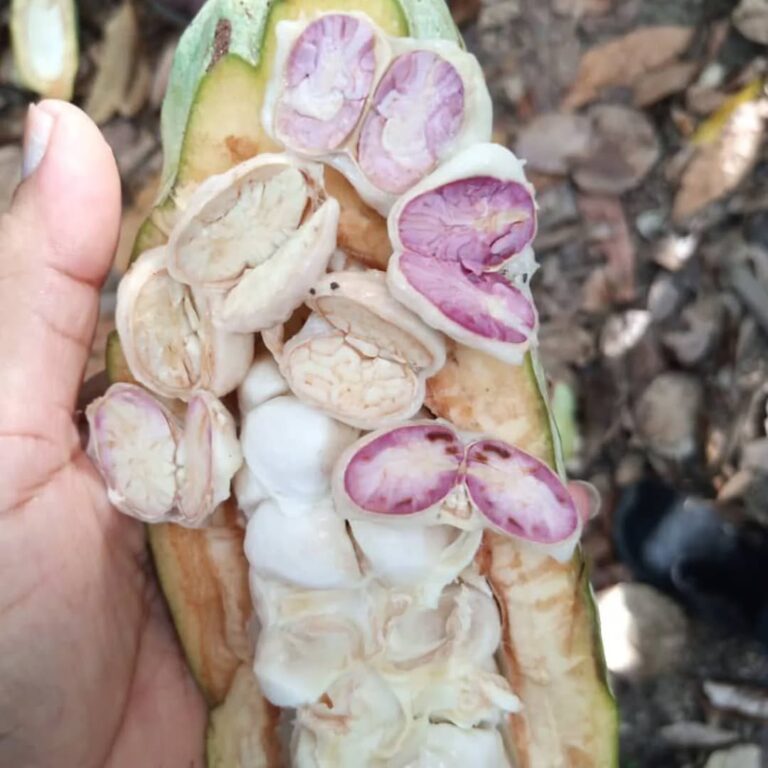 Alianza Científico-Campesina promueve formación sobre injertos de cacao en Sucre