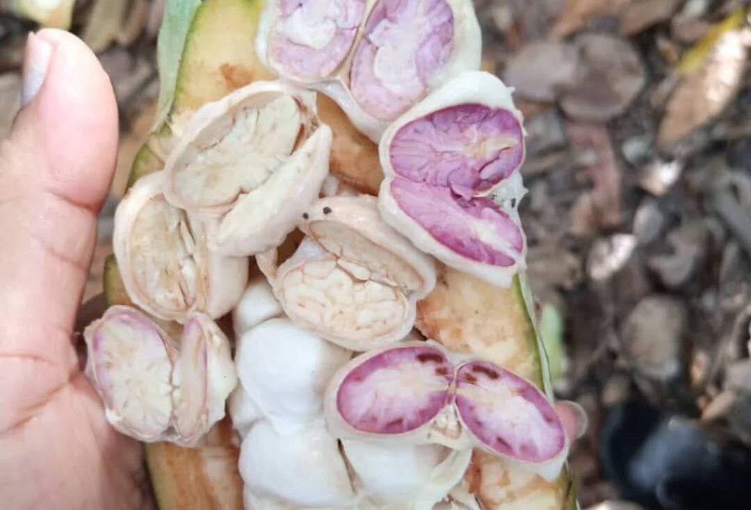 Alianza Científico-Campesina promueve formación sobre injertos de cacao en Sucre