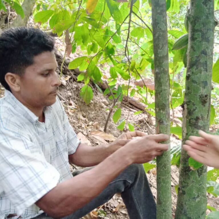 cacao.sucre2