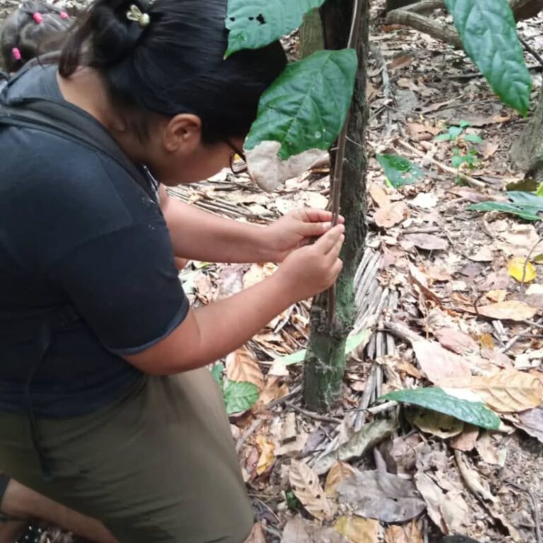 cacao.sucre3