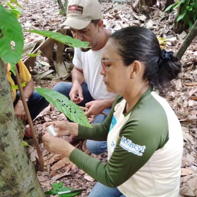 cacao.sucre4