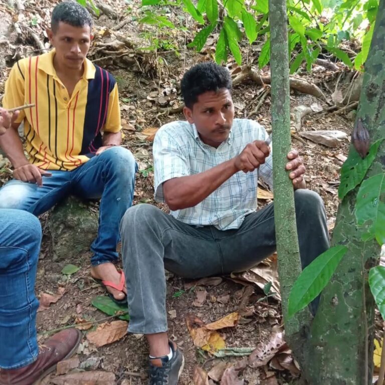 cacao.sucre6