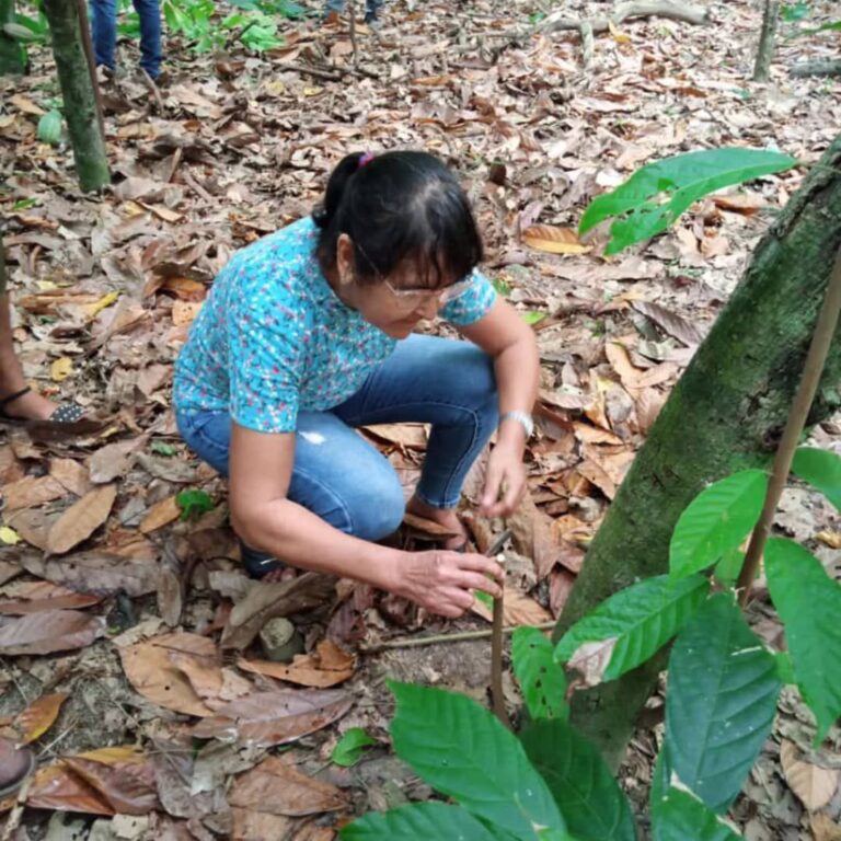 cacao.sucre