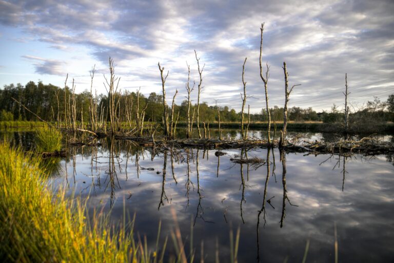 La tierra está perdiendo uno de sus más valiosos sumideros de carbono: los ecosistemas terrestres