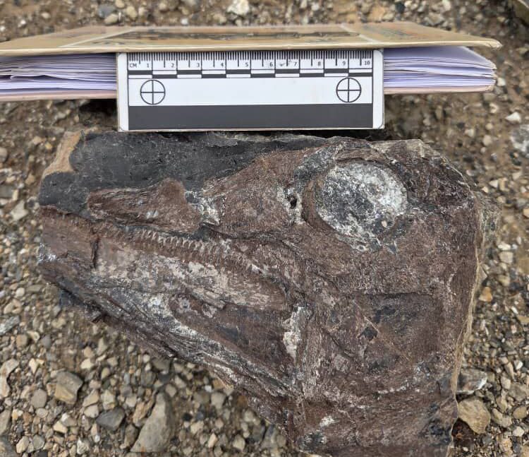 ‎Investigadores presentan hallazgos de nuevas especies de dinosaurios en Venezuela
