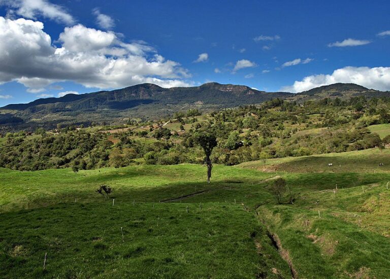 Científica venezolana comparte estudio sobre restauración ecológica en el Bosque Nublado andino