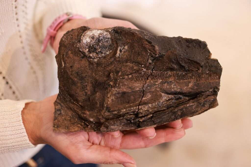 Investigadores presentan hallazgos de nuevas especies de dinosaurios en Venezuela