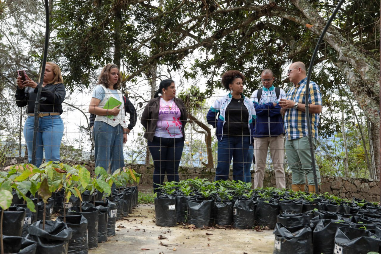 Mincyt trabaja en la preservación de la genética de cacao criollo