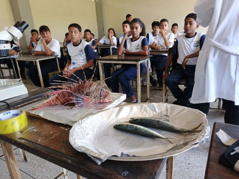 sucre 7