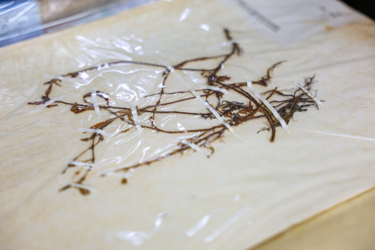 3apoyoelizabethgordon