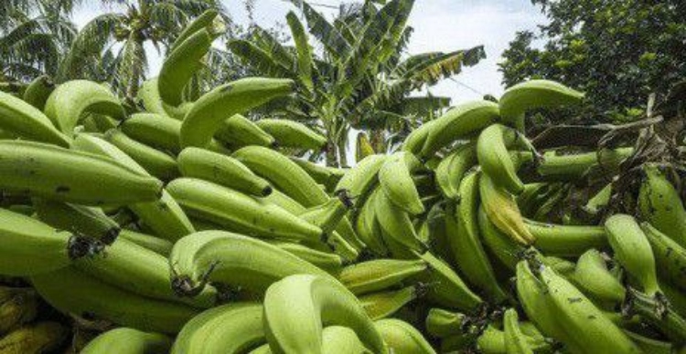 ACAV dictará taller para propagación eficiente del plátano hartón