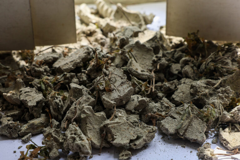 5apoyoelizabethgordon