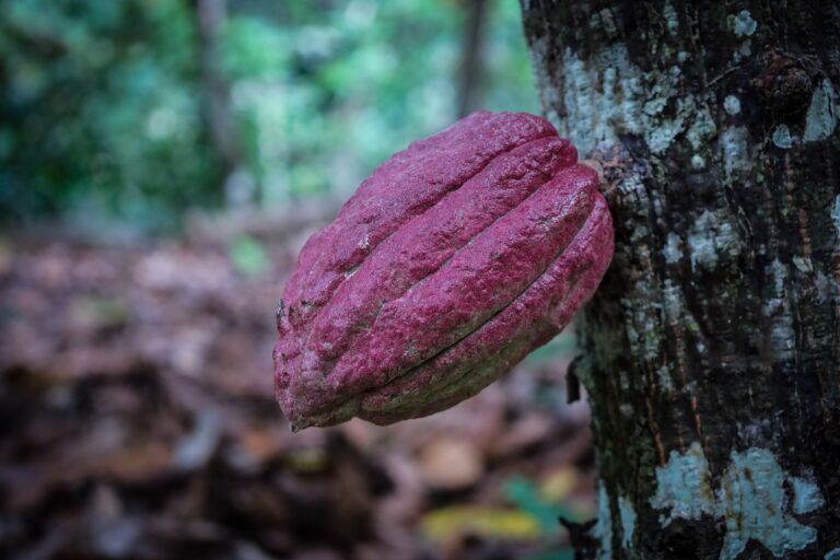 Ministerio de ciencia venezolano resguarda la genética del cacao fino de aroma en las costas de Aragua