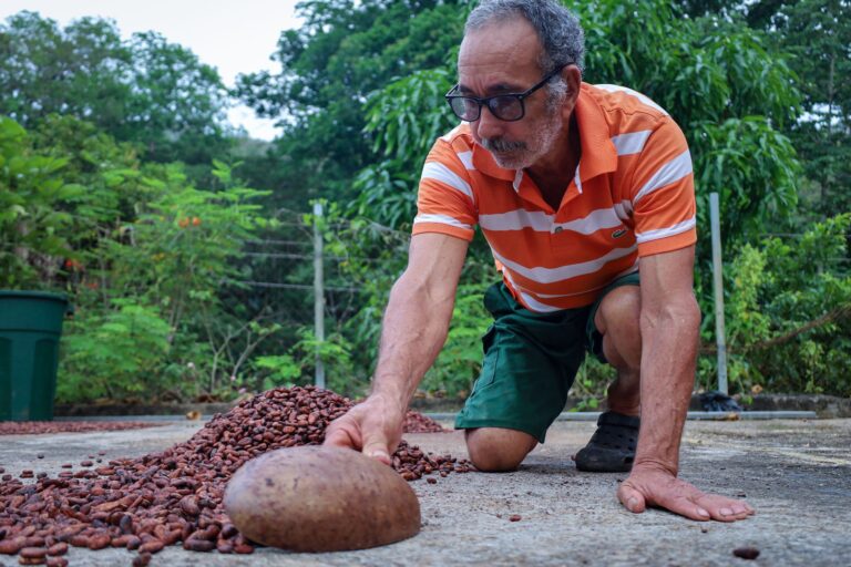 Red científica del cacao mapea variedades en costas aragüeñas