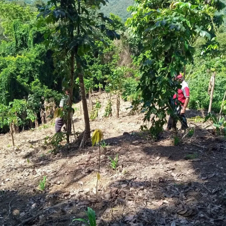 Equipo de la Alianza Científico-Campesina realiza seguimiento técnico al plan de maíz amarillo en Río Caribe