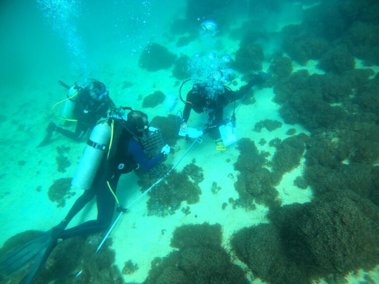 El avance silencioso: cuando los corales se convierten en invasores