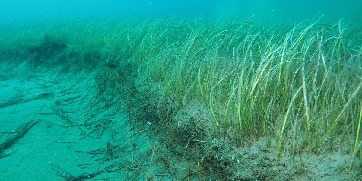 Carbono Azul: La solución climática natural que florece en nuestras costas