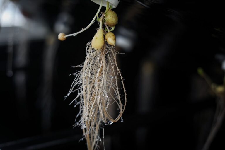 mincyt.articulociencia4