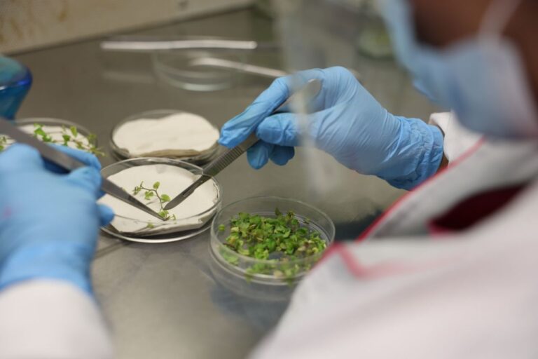 mincyt.articulociencia5