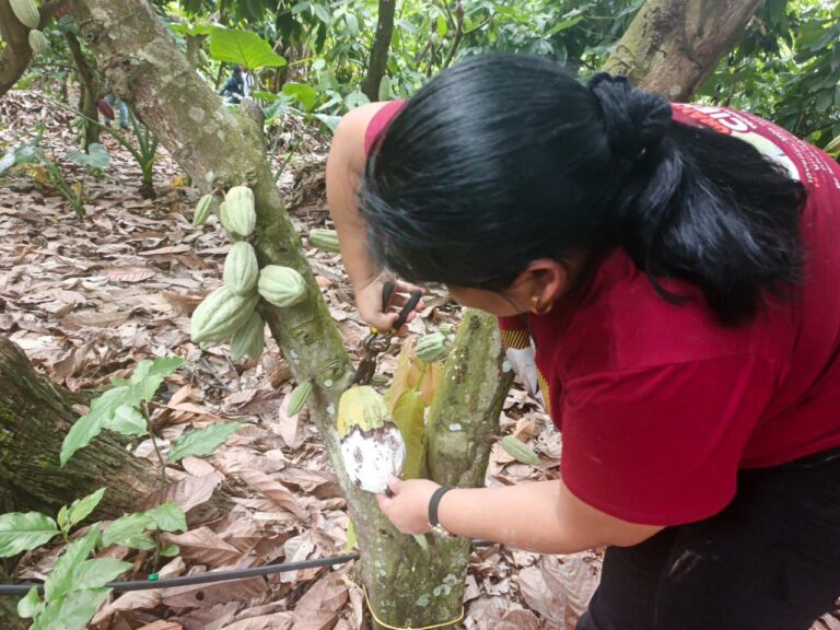 ACAV desarrolla jornada técnica de caracterización y evaluación fitosanitaria para fortalecer producción de cacao en Barinas