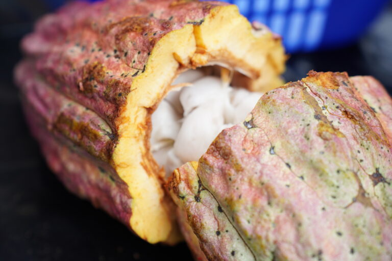 El poder curativo y restaurador de los flavanoles y el cacao