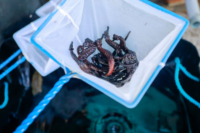 Investigadores de Fundación IDEA evalúan repoblación de caballito de mar en Mochima