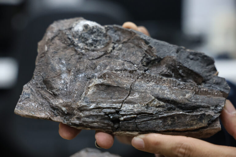 Venezuela: un país con riqueza paleontológica