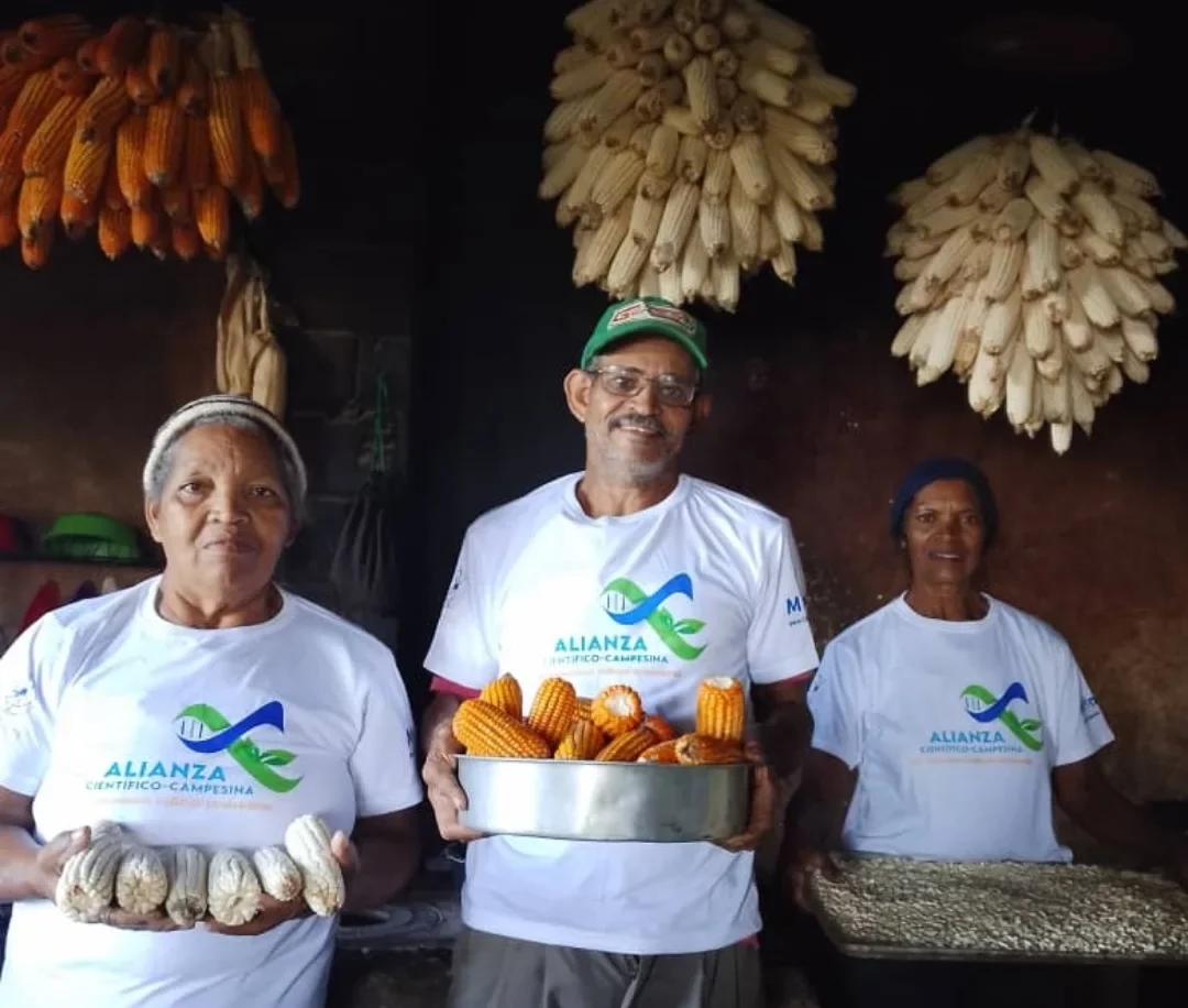 Venezuela avanza en la preservación y multiplicación de variedades ancestrales de maíz