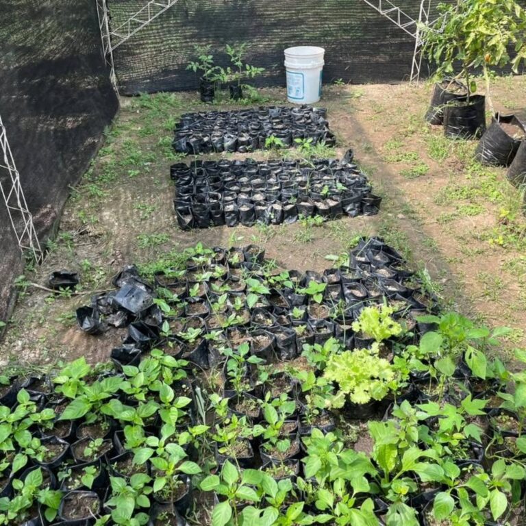 SaveClip.App_589069434_18088590814945782_3729269427924360608_n