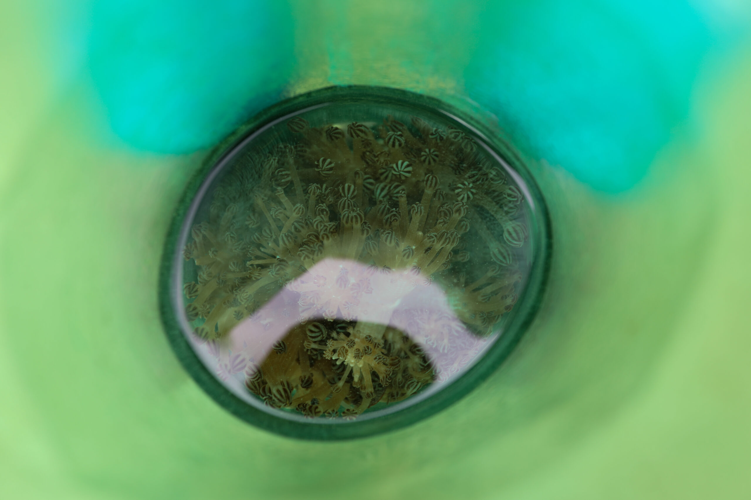 Avanza proyecto para erradicar coral Unomia Stolonifera en costas venezolanas