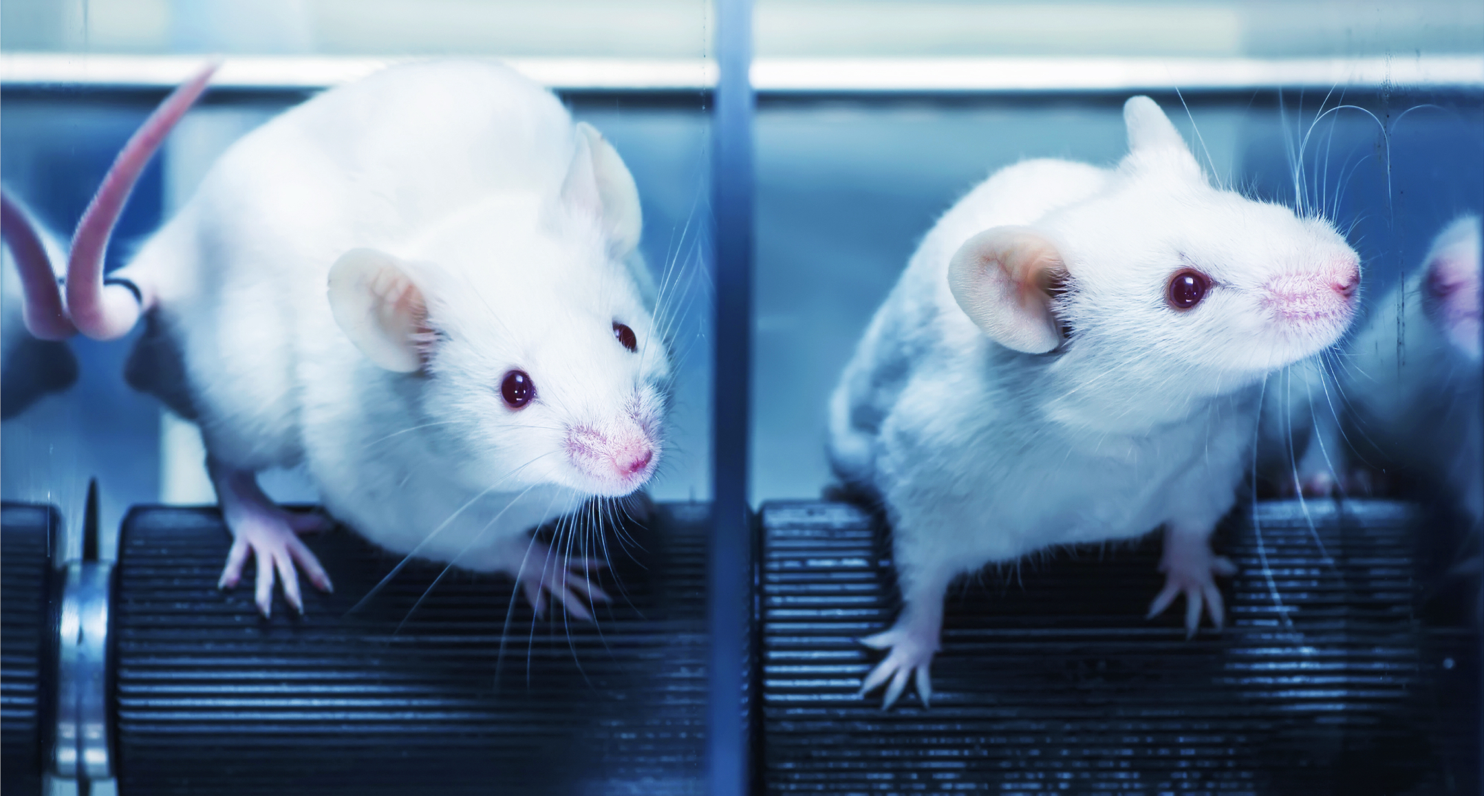 Un hallazgo único: genes de ratas moldean el microbioma y se propagan entre individuos