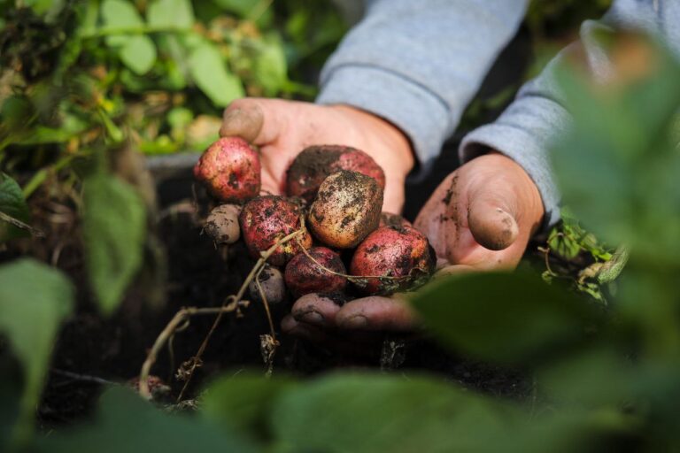 Todo listo para el Ecofestival de la Papa Nativa 2025 en Mérida