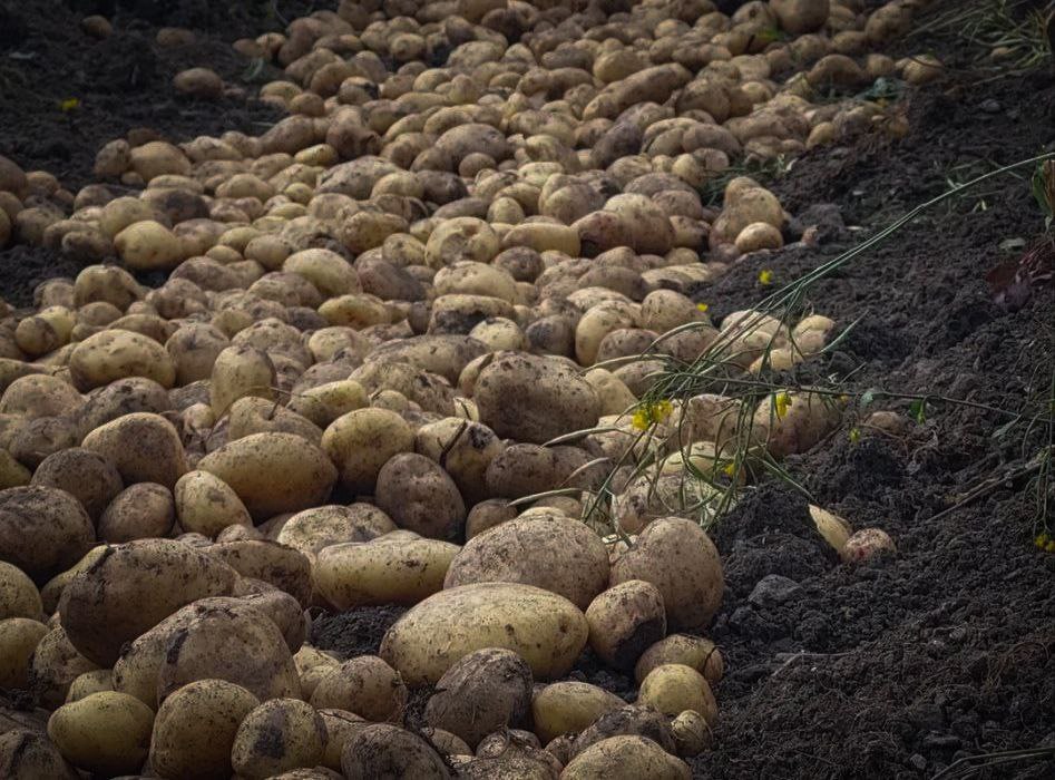 Comienza 14 Edición del Ecofestival de la Papa Nativa en Mérida
