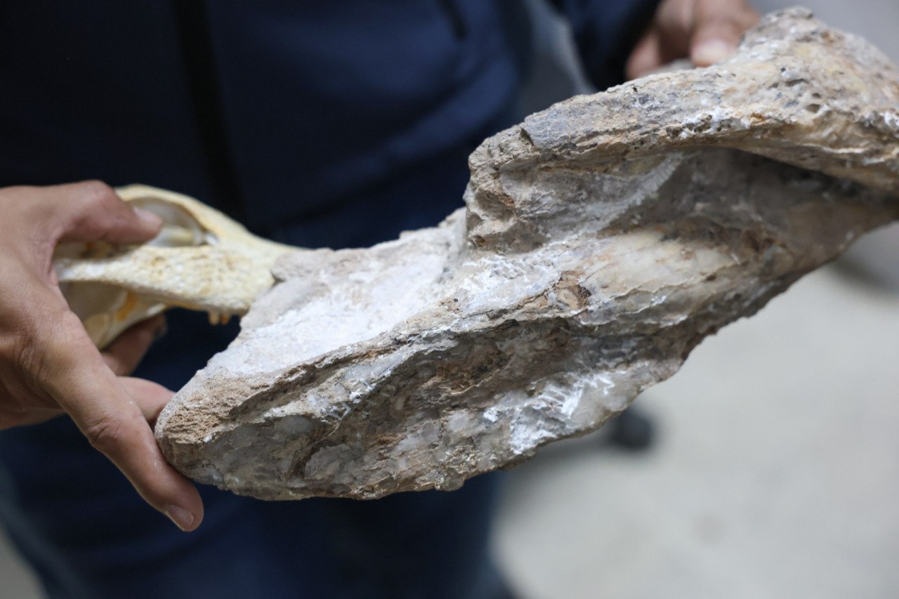 Venezuela: un país con riqueza paleontológica