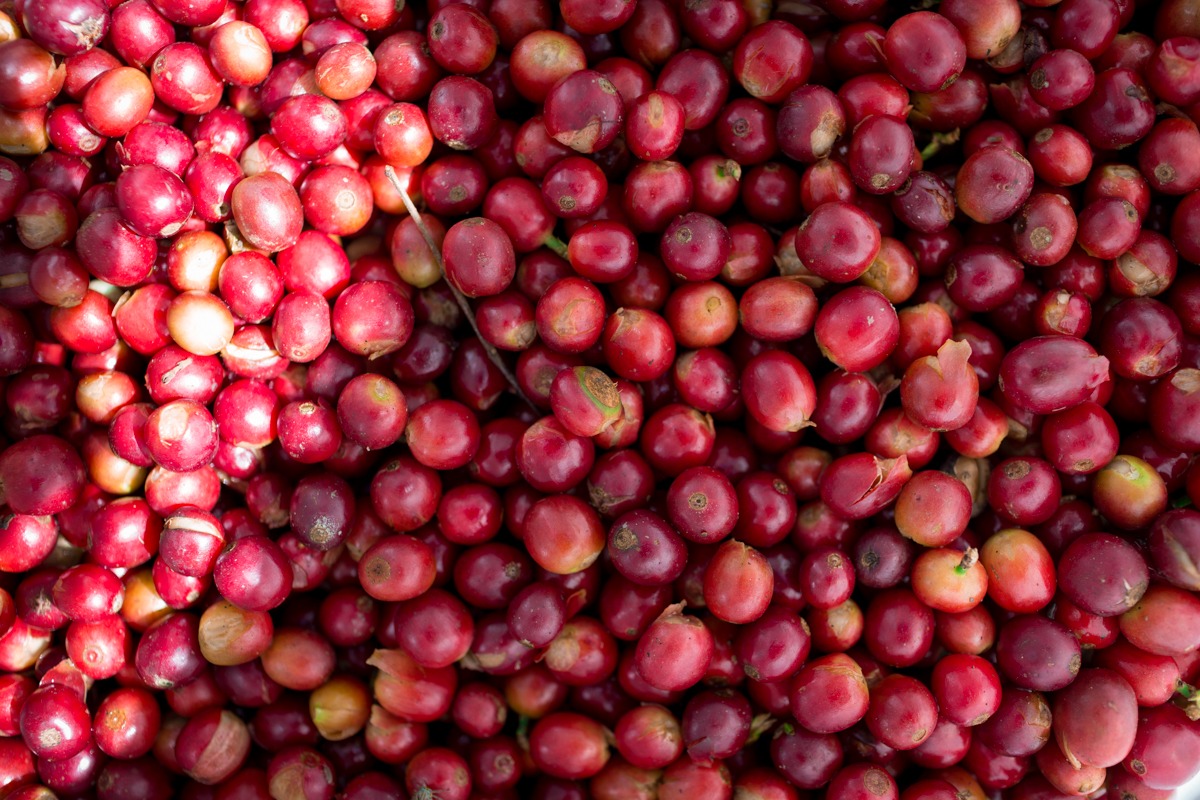 IVIC cosecha café orgánico de calidad Caracas Blue