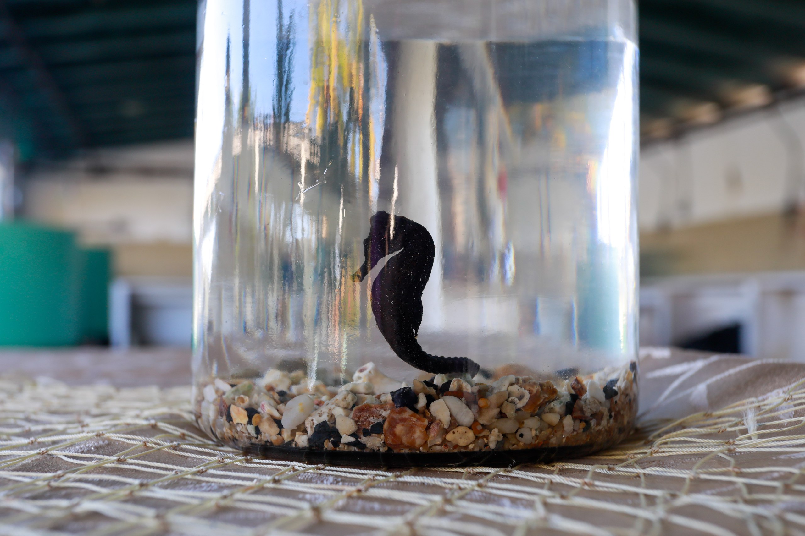 Repoblación de caballitos de mar: alternativa para la conservación marina