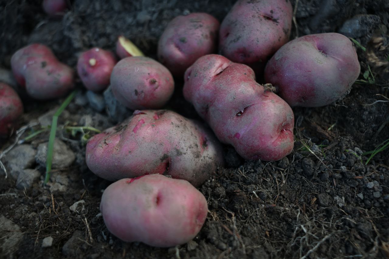 La Memoria Viva de la Tierra